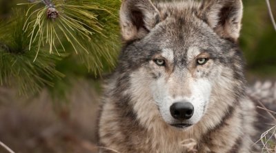 Kürdəmirdə canavarlar kəndə HÜCUM ETDİ