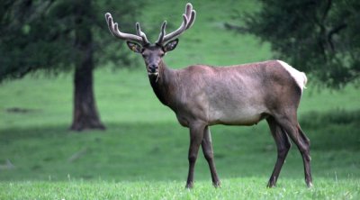 Maral 12 il ona qulluq edən qadını öldürdü – VİDEO