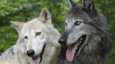 Alimlər bu it cinslərində canavar DNT-sini AŞKARLADILAR