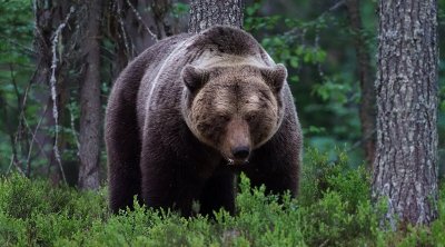 Kəlbəcərdə vəhşi heyvan təsərrüfata HÜCUM ETDİ