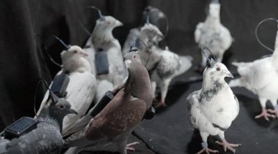 Rusiyada ilk göyərçin-biodronlar TƏQDİM EDİLDİ - FOTO