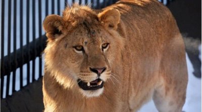 Zooparkda şir gənci parçaladı – ANBAAN VİDEO