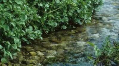 Nə çuğundur, nə brokoli, nə də ispanaq: Dünyanın ən sağlam tərəvəzi açıqlandı