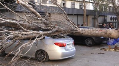 Bakıda irigövdəli ağac maşının üzərinə AŞDI