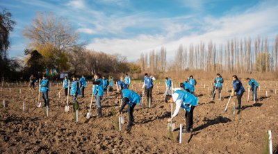 IDEA Sabirabad və Cəlilabadda kütləvi ağacəkmə aksiyaları təşkil etdi – FOTO