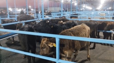 İki ay bağlı qalan Bərdə Mal Bazarı yenidən AÇILDI - FOTO