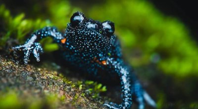 Fotoqraflar nadir qurbağaların ölümünə səbəb oldular – FOTO
