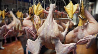 Bu toyuqları almayın - AÇIQLAMA