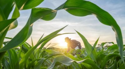 Dünyada yalnız bir ölkə özünü ərzaqla tam təmin edir