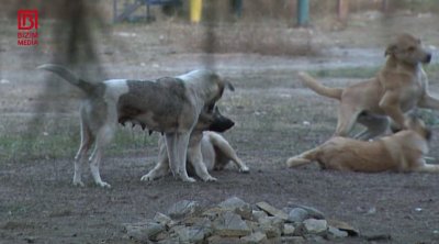 Ucarda sahibsiz itlər 61 yaşlı kişiyə hücum etdi &ndash; FOTO/VİDEO