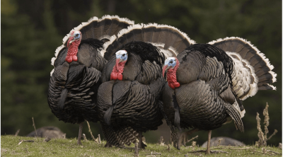 Bayramqabağı hinduşka ətinin qiymətində artım gözlənilir?