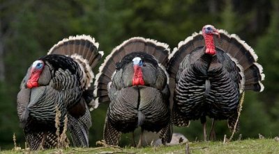 Bazarlarda “hinduşka”nın qiyməti neçəyədir? – VİDEO