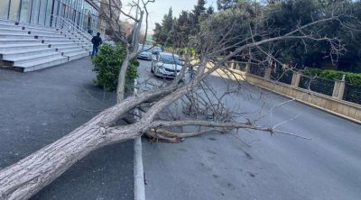 Güclü külək Bakıda 9 ağacı sındırdı