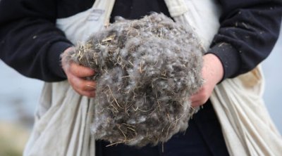 Qızıldan baha tük: 1 kiloqramı 5 min dollar olan təbiət möcüzəsi