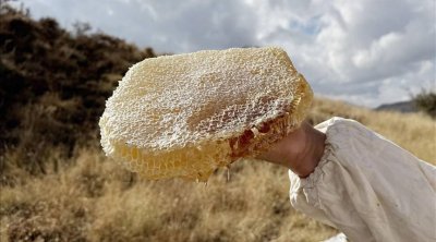 Türkiyə balı dünyanın ƏN BAHALI MƏHSULU seçildi