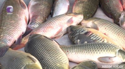 İrandakı hadisələr Azərbaycanda farel balıqların qiymətini BAHALAŞDIRDI - VİDEO