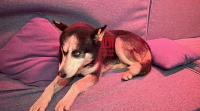 Bilgəhdə tapılan xaski sahibini AXTARIR - FOTO/VİDEO