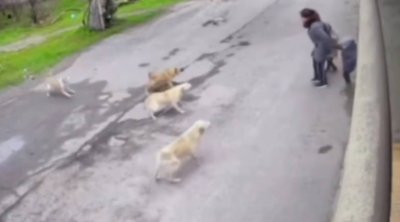 Bakıxanovda küçə itləri ana və uşaqlarına hücum etdi – VİDEO