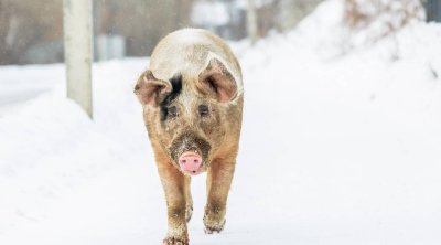 Rusiyada donuzlar şəhəri &ldquo;işğal etdi&rdquo; &ndash; FOTO
