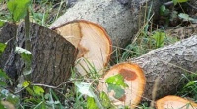 Paytaxtda nə qədər ağac aşıb? - FOTO