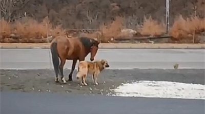 Kəlbəcərdə maraqlı mənzərə: &ldquo;Xallı&rdquo; və &ldquo;Yallı&rdquo;nın dostluğu &ndash; VİDEO