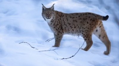 Xocavənd sakinləri yırtıcı heyvanın əlində ACİZ qalıblar - VİDEO