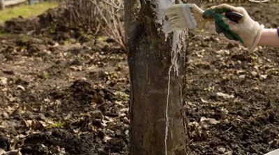 Marta qədər kim çatdırıb edə bilsə, bəxti gətirdi &mdash; Bəhrəsini yayda görəcək