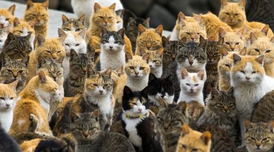 Bu adada insanlardan çox pişiklər yaşayır