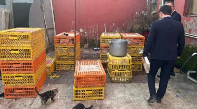 Masallıda qanunsuz fəaliyyət göstərən toyuq sexi AŞKARLANDI - FOTO/VİDEO