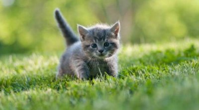 Pişik sahibləri bu xəstəliyə yoluxa BİLƏR