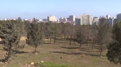 Yasamaldakı meşəlikdə bina tikiləcək? &ndash; VİDEO