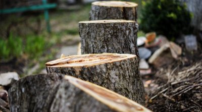 Ölkə ərazisində yaşıllıqların qanunsuz kəsilməsi faktları AŞKARLANDI