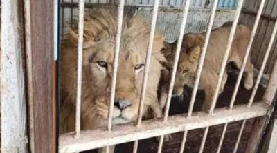 Şir 10 yaşlı məktəblini qəfəsinə sürüklədi