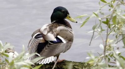Bişirmək istədiyi ördəyin mədəsindən qızıl tapdı