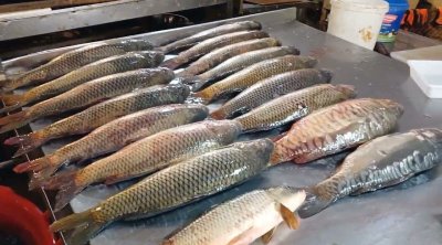 Azərbaycanda balıq BAHALAŞDI - VİDEO