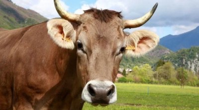 Yevlaxda inəklər gənc qadına hücum etdi - ÖZƏL