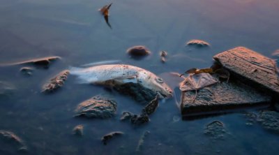 Bu ölkədə balıq yemək qadağan edildi