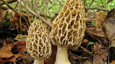 Günlərlə dağlarda axtarırlar: 2-3 kq tapan "qızıl tapmış kimi" sevinir