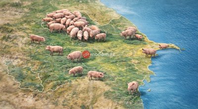 Azərbaycanda donuzlar çoxalır &ndash; Bölgələr üzrə RƏQƏMLƏR