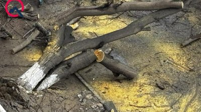 Qaraçuxurda ağac yola aşdı - Hərəkət məhdudlaşdı &ndash; FOTO