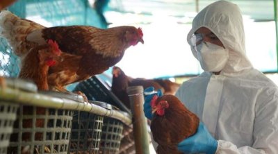 Azərbaycanda quş qripi aşkarlanıb? – AQTA-dan AÇIQLAMA