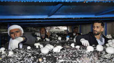 2 min illik mağaranı çörək ağacına çevirdi: Ayda 3 ton məhsul götürür – FOTO