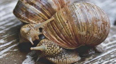 Həyətdəki ilbizlərdən necə qurtulmaq olar?