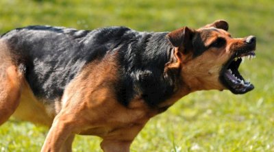 2 həftə ərzində Biləsuvarda 26 nəfəri it dişləyib