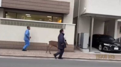 Yaponiyada maral polisə belə “təslim oldu” - ANBAAN VİDEO