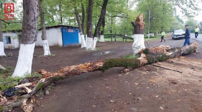 Lənkəranda çürümüş ağac avtomobilin üzərinə düşdü - Xəsarət alanlar var &ndash; FOTO
