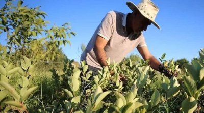 Hər gün bir stəkan içənlərin ürəyi yenilənir
