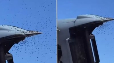 Arılar İsrail ordusunu “məğlub etdi” – VİDEO