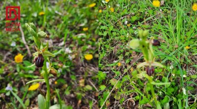 Qubalı sakin: Xarıbülbül təkcə Şuşada bitmir - VİDEO