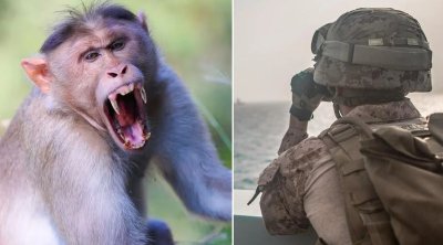 Hörmüzə doğru yola çıxmışdı &ndash; Meymunun hücumuna MƏRUZ QALDI